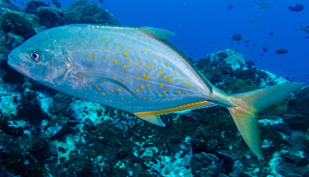 Um xaréu prateado salpicado de pontos laranja, com nadadeiras e cauda amareladas, passa de perfil para a esquerda sobre um recife escuro, com alguns peixinhos no azul profundo