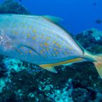 Um xaréu prateado salpicado de pontos laranja, com nadadeiras e cauda amareladas, passa de perfil para a esquerda sobre um recife escuro, com alguns peixinhos no azul profundo