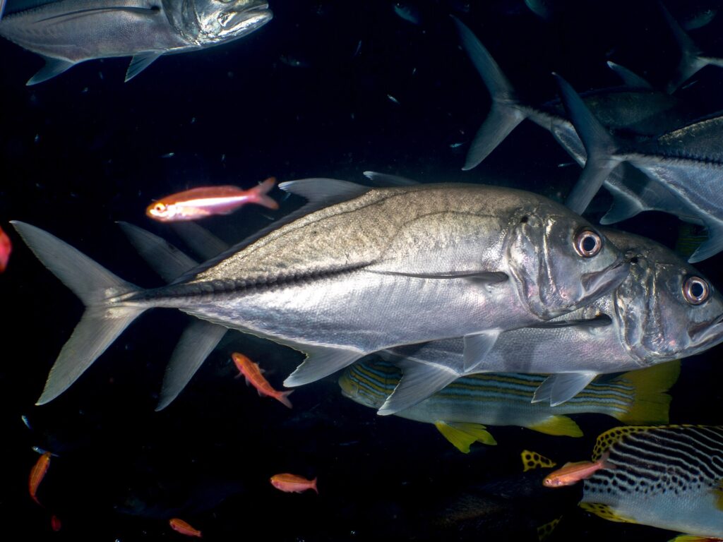 Dois xaréus-olhudos prateados de perfil, com a cabeça à direita, sobre um fundo escuro: um olho muito grande, a linha de escamas escuras e grossas da parte de trás do flanco e, mais abaixo, peixes-lábio-doce listrados e anthias vermelhos