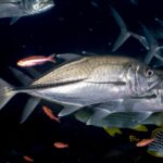 Dois xaréus-olhudos prateados de perfil, com a cabeça à direita, sobre um fundo escuro: um olho muito grande, a linha de escamas escuras e grossas da parte de trás do flanco e, mais abaixo, peixes-lábio-doce listrados e anthias vermelhos