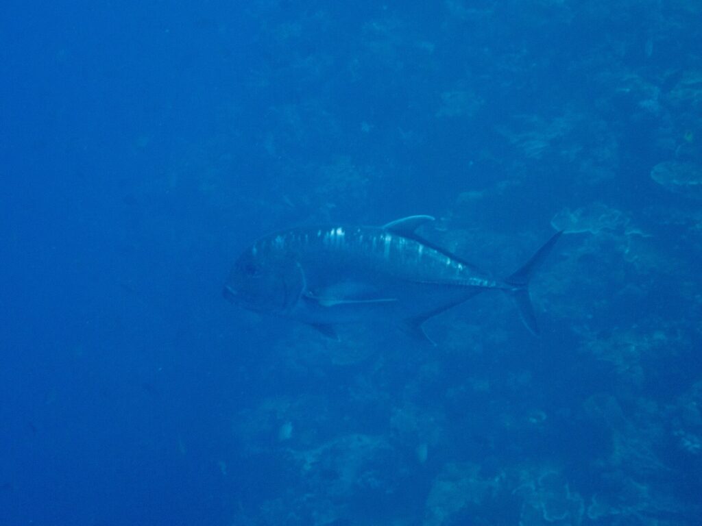 Um xaréu-gigante cinza-escuro de perfil, com a cabeça à esquerda, passa ao longo de um paredão de coral numa água azul, com a testa abrupta e a linha de escamas grossas da parte de trás do flanco bem visíveis