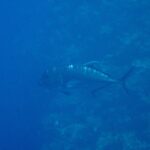 Um xaréu-gigante cinza-escuro de perfil, com a cabeça à esquerda, passa ao longo de um paredão de coral numa água azul, com a testa abrupta e a linha de escamas grossas da parte de trás do flanco bem visíveis