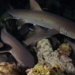 À noite, vários tubarões-galha-branca-de-recife se esgueiram entre blocos de coral e rocha, com o maior no alto da imagem nadando para a direita e o olho refletindo o brilho do flash sobre um fundo preto.
