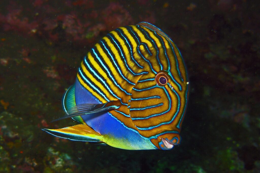 Um peixe-cirurgião de listras azuis e amarelas, visto de lado sobre um fundo escuro, no naufrágio do Liberty