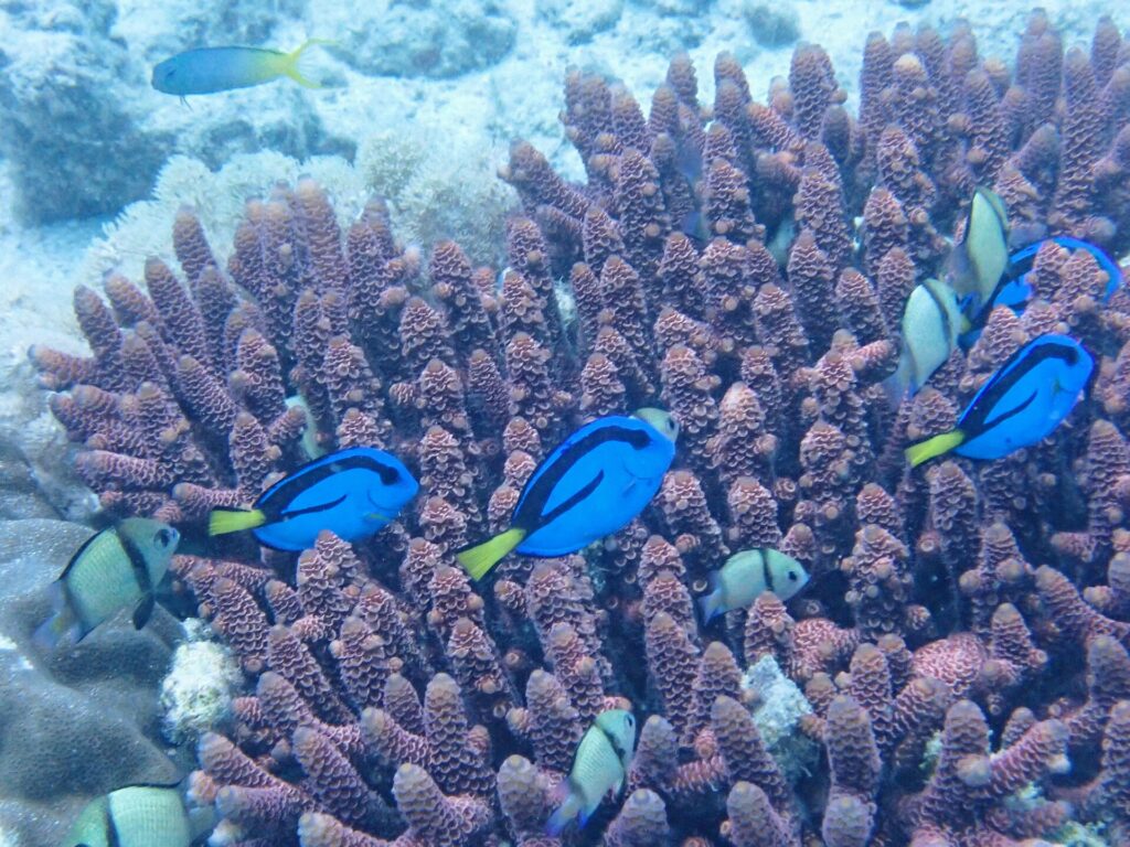 Quatro peixes-cirurgião-azuis de cor viva, marcados de preto e com cauda amarela, nadam entre os dedos lilases de um coral ramificado, entre donzelas cinza de faixas pretas, diante de um fundo de areia clara