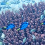 Quatro peixes-cirurgião-azuis de cor viva, marcados de preto e com cauda amarela, nadam entre os dedos lilases de um coral ramificado, entre donzelas cinza de faixas pretas, diante de um fundo de areia clara