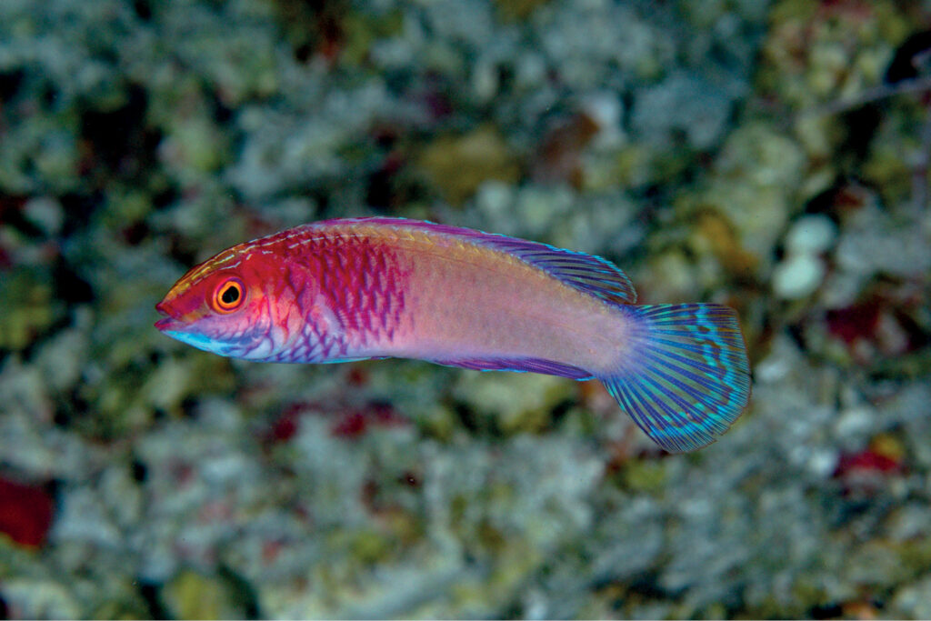 Um pequeno bodião rosa e violeta com nadadeiras azul-turquesa, de perfil diante de um fundo de coral desfocado