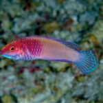 Um pequeno bodião rosa e violeta com nadadeiras azul-turquesa, de perfil diante de um fundo de coral desfocado