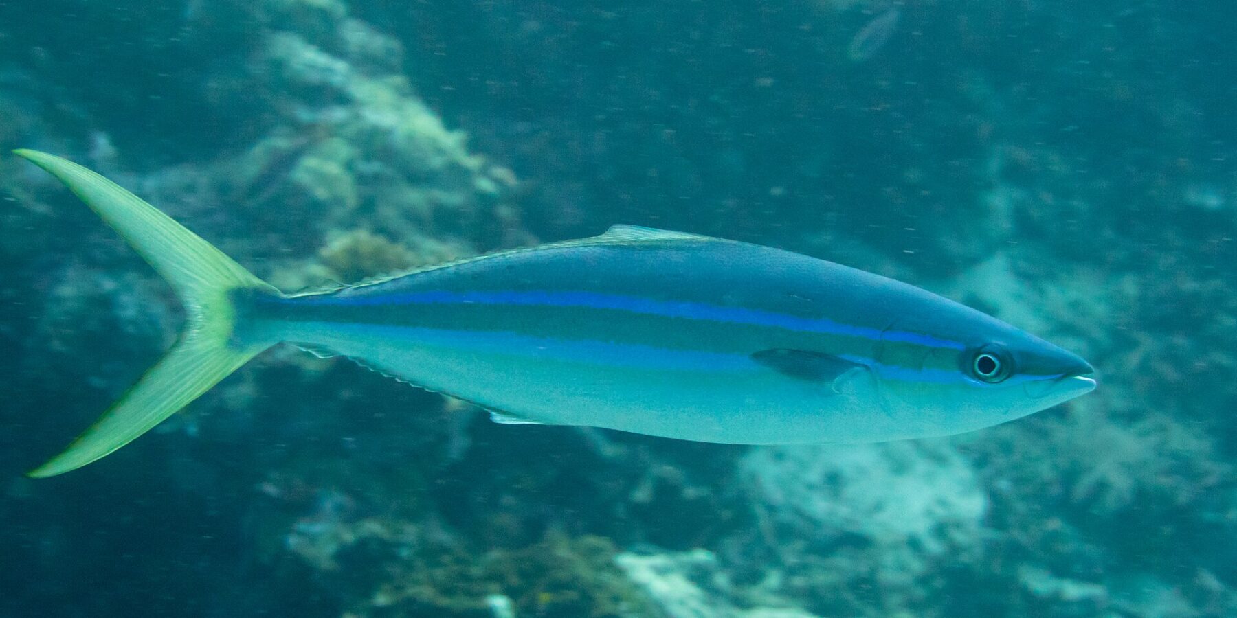 Uma arabaiana nada de perfil acima de um recife: corpo alongado e fusiforme, dorso azul-escuro, duas linhas azul-vivo separadas por uma faixa oliva no flanco, ventre branco e cauda amarelo-esverdeada profundamente bifurcada