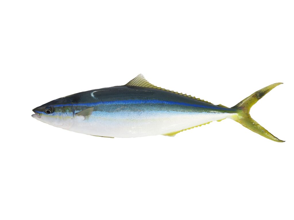 Uma arabaiana inteira sobre fundo branco, vista de perfil: dorso azul-esverdeado escuro, linha azul-viva no flanco, ventre branco, dorsal e anal longas e baixas, cauda amarelo-esverdeada bifurcada