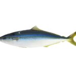 Uma arabaiana inteira sobre fundo branco, vista de perfil: dorso azul-esverdeado escuro, linha azul-viva no flanco, ventre branco, dorsal e anal longas e baixas, cauda amarelo-esverdeada bifurcada