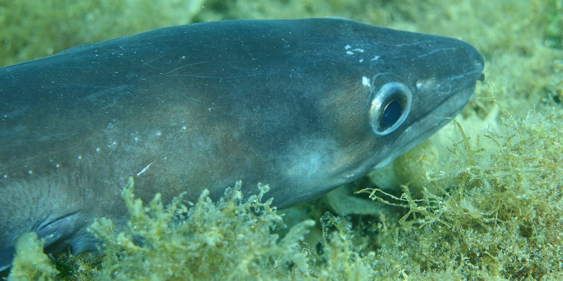 Um congro estendido sobre um fundo de algas, com a cabeça para a direita: pele lisa cinza-azulada sem escamas, olho grande contornado de prata, cabeça cônica cuja mandíbula superior ultrapassa a inferior, alguns pontinhos brancos ao longo do flanco.