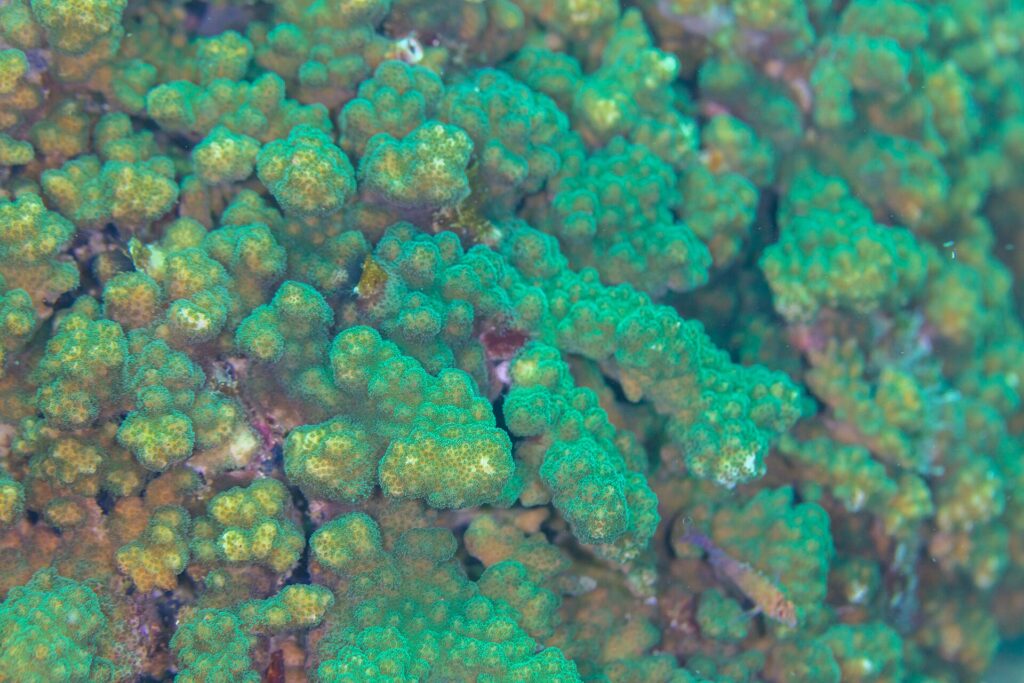 Close de galhos de coral Pocillopora verde e marrom, de pólipos apertados, no recife de Cabo Pulmo