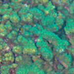 Close de galhos de coral Pocillopora verde e marrom, de pólipos apertados, no recife de Cabo Pulmo