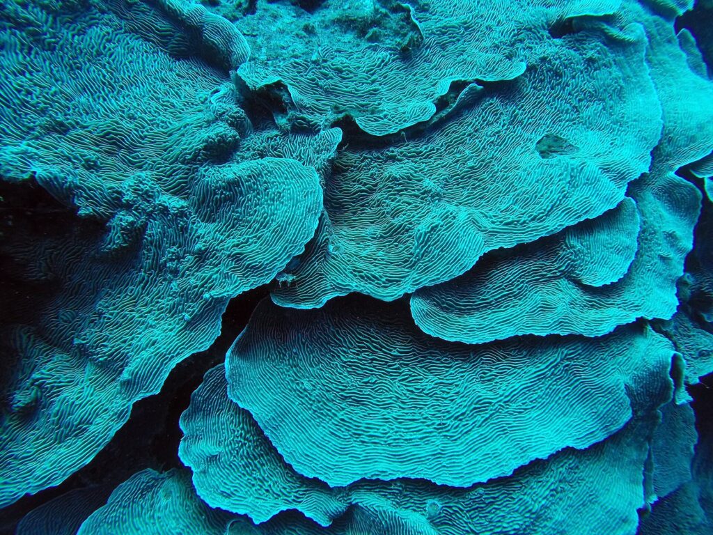 Folhas de coral turquesa empilhadas como pétalas, em close