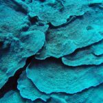 Folhas de coral turquesa empilhadas como pétalas, em close