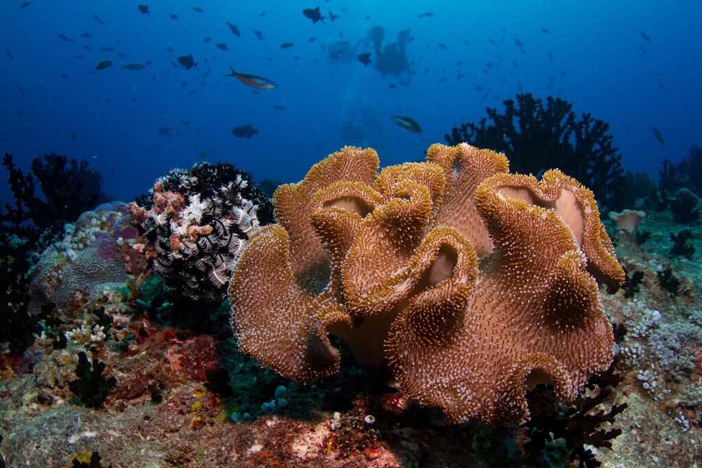 Um grande coral-couro de lobos bege cobertos de pólipos, ao lado de um lírio-do-mar preto e branco, com dois mergulhadores em silhueta no azul
