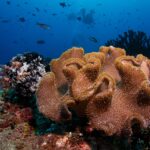 Um grande coral-couro de lobos bege cobertos de pólipos, ao lado de um lírio-do-mar preto e branco, com dois mergulhadores em silhueta no azul