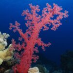 Um coral mole vermelho com os ramos abertos se ergue no recife, no azul profundo