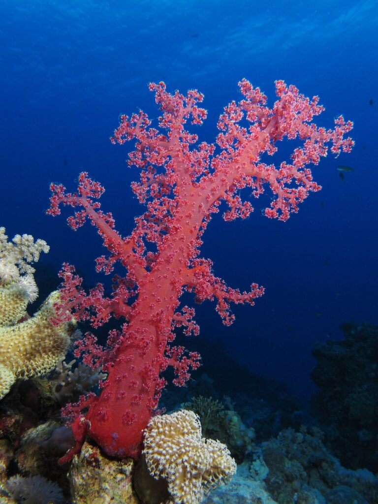 Um coral mole vermelho com os ramos abertos se ergue no recife, no azul profundo