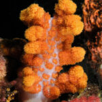 Um coral mole laranja de tronco branco translúcido, eriçado de buquês de pólipos e iluminado pelo flash sobre fundo preto, entre uma esponja laranja e um coral mole rosa.