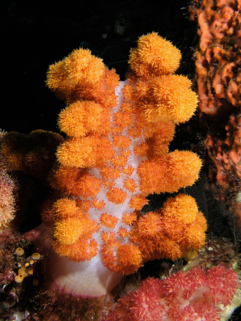 Um coral mole laranja de tronco branco translúcido, eriçado de buquês de pólipos e iluminado pelo flash sobre fundo preto, entre uma esponja laranja e um coral mole rosa.