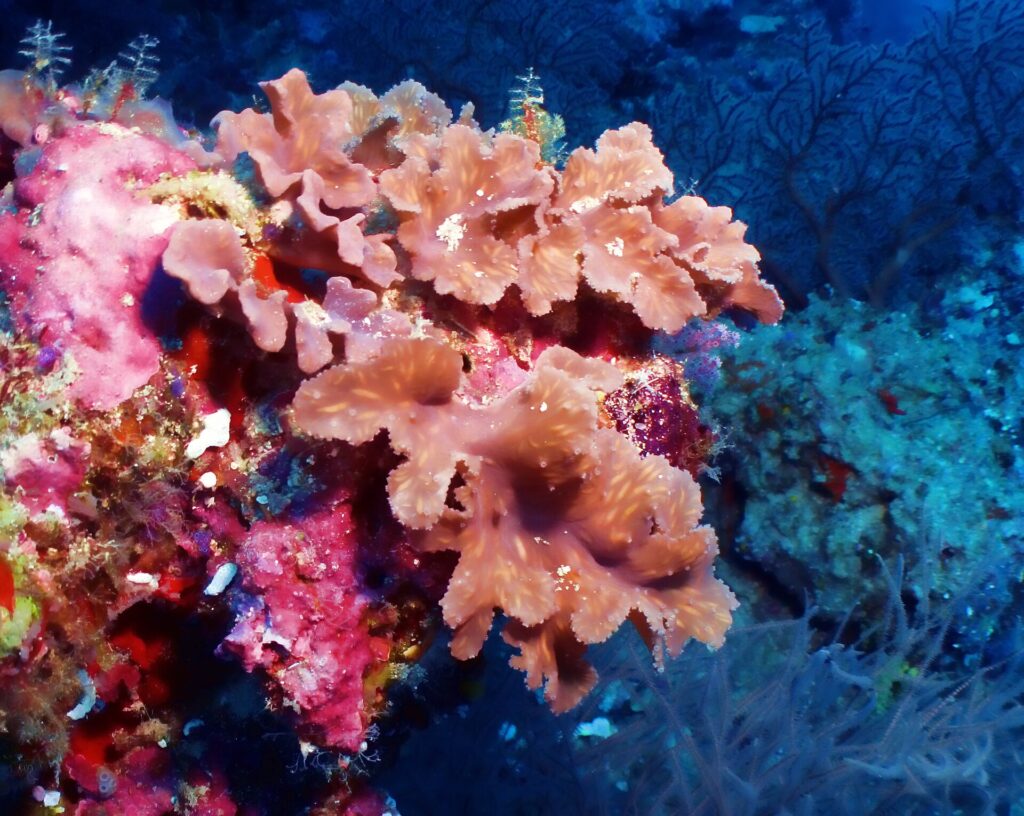 Corais moles cor de salmão em folhas plissadas numa parede coberta de coral incrustante rosa vivo, com o azul escuro atrás