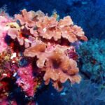 Corais moles cor de salmão em folhas plissadas numa parede coberta de coral incrustante rosa vivo, com o azul escuro atrás