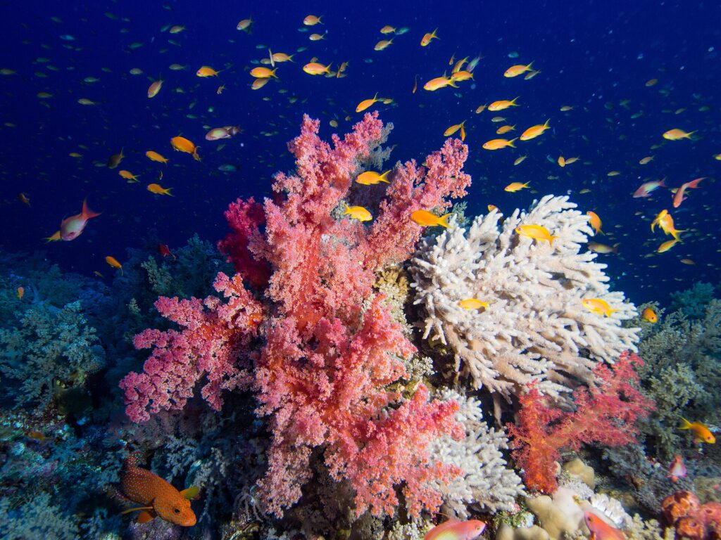Corais moles rosa e um coral branco ramificado cobertos de anthias laranja, com uma garoupa vermelha de pintas azuis no canto inferior esquerdo
