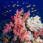Corais moles rosa e um coral branco ramificado cobertos de anthias laranja, com uma garoupa vermelha de pintas azuis no canto inferior esquerdo