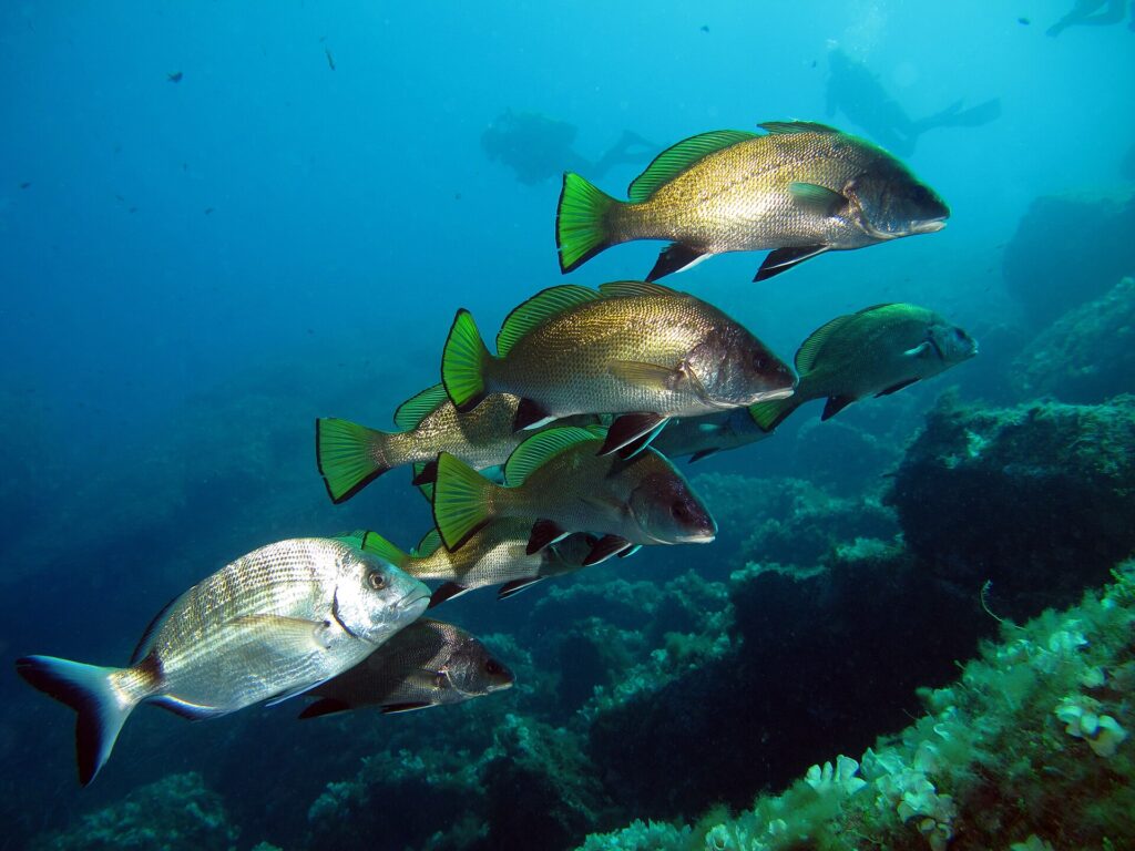 Um grupo de corvinas-negras nada para a direita acima de rochas cobertas de algas, com mergulhadores ao longe: corpo marrom-dourado de escamas finas, nadadeiras dorsal e caudal amarelo-esverdeadas de borda preta, pélvicas e anal pretas contornadas de branco; um sargo prateado passa em primeiro plano.