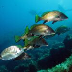 Um grupo de corvinas-negras nada para a direita acima de rochas cobertas de algas, com mergulhadores ao longe: corpo marrom-dourado de escamas finas, nadadeiras dorsal e caudal amarelo-esverdeadas de borda preta, pélvicas e anal pretas contornadas de branco; um sargo prateado passa em primeiro plano.