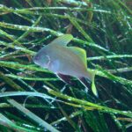 Uma corvina-negra jovem nada para a esquerda acima de uma pradaria de posidônia: corpo cinza-claro finamente pontilhado, nadadeiras dorsais e cauda amarelo-vivo, nadadeiras pélvicas e anal pretas com borda branca.