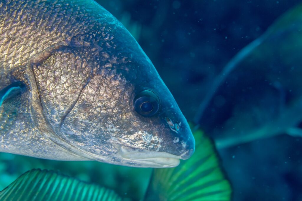 Close da cabeça de uma corvina-negra virada para a direita: escamas marrom-douradas com reflexos de bronze, olho grande e escuro, focinho arredondado e boca pequena e baixa de lábios claros, sem barbilhão, sobre um fundo azul-esverdeado desfocado.