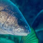 Close da cabeça de uma corvina-negra virada para a direita: escamas marrom-douradas com reflexos de bronze, olho grande e escuro, focinho arredondado e boca pequena e baixa de lábios claros, sem barbilhão, sobre um fundo azul-esverdeado desfocado.