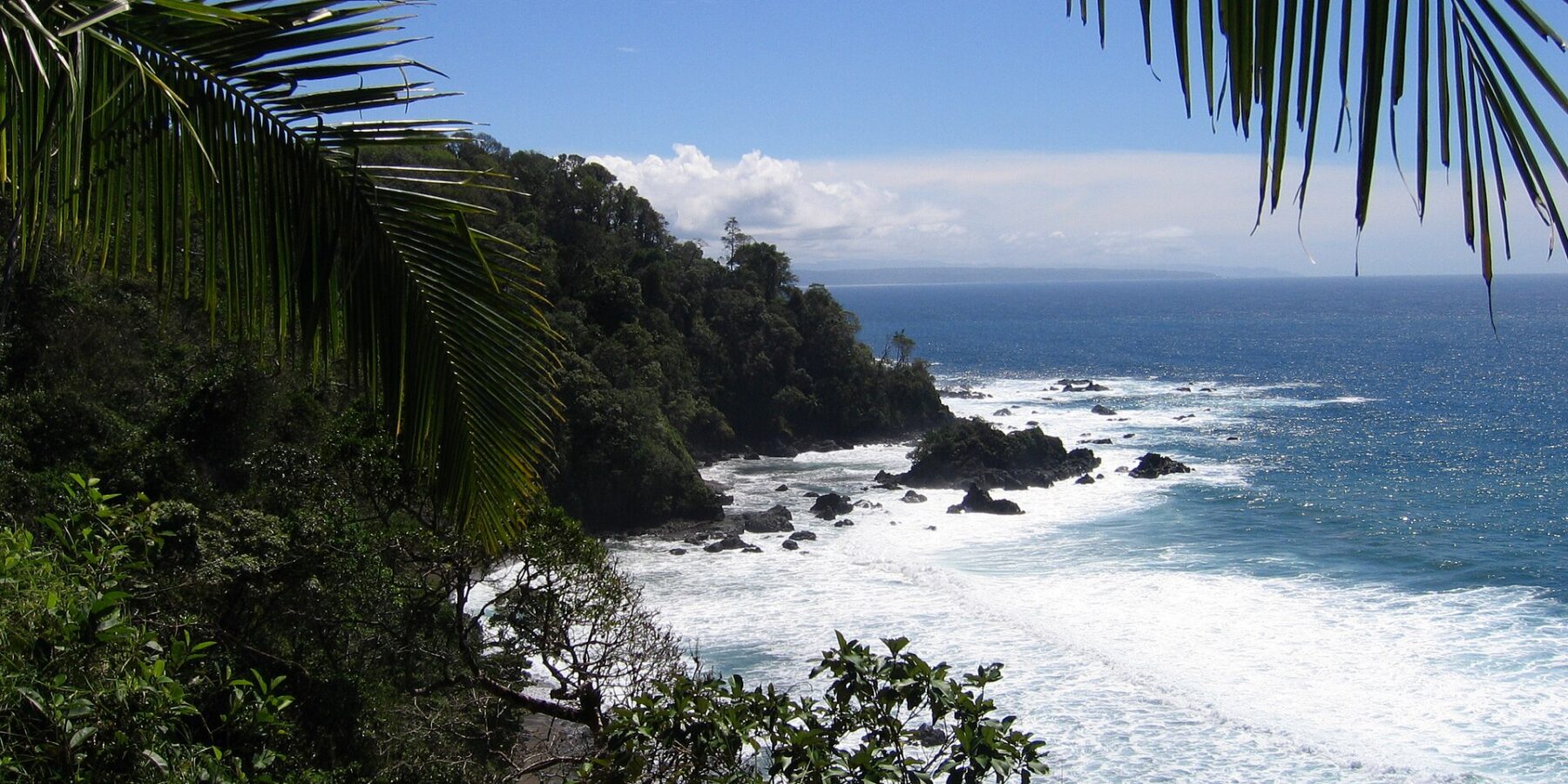 A costa rochosa e arborizada da ilha do Caño vista entre folhas de coqueiro, com a espuma branca nas rochas e o oceano azul até o horizonte