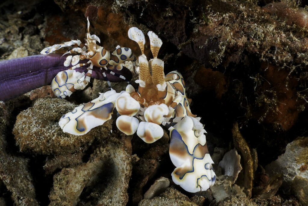 Dois camarões-arlequim brancos manchados de marrom e azul no braço de uma estrela-do-mar violeta, entre restos de coral