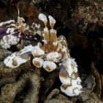 Dois camarões-arlequim brancos manchados de marrom e azul no braço de uma estrela-do-mar violeta, entre restos de coral