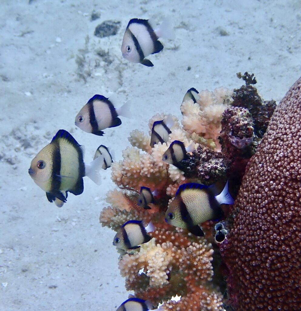 Uns dez dascyllus brancos de duas faixas pretas agrupados acima de um coral ramificado rosa, ao lado de um grande coral maciço marrom, sobre fundo de areia clara