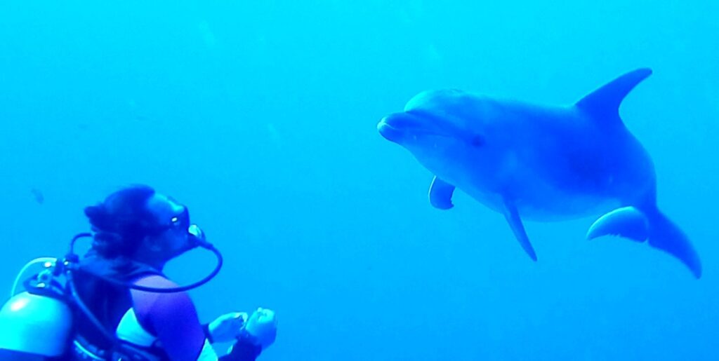 Um golfinho-nariz-de-garrafa se aproxima de frente de um mergulhador imóvel, em água de um azul intenso