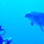 Um golfinho-nariz-de-garrafa se aproxima de frente de um mergulhador imóvel, em água de um azul intenso