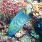 Uma donzela-joia verde-azulada salpicada de pontos azul-vivo, com a cauda amarela, parada de cabeça para baixo diante de uma rocha coberta de algas vermelhas