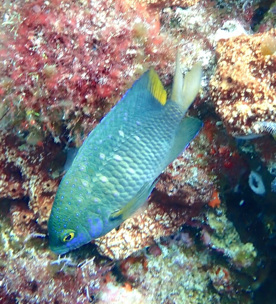 Uma donzela-joia verde-azulada salpicada de pontos azul-vivo, com a cauda amarela, parada de cabeça para baixo diante de uma rocha coberta de algas vermelhas
