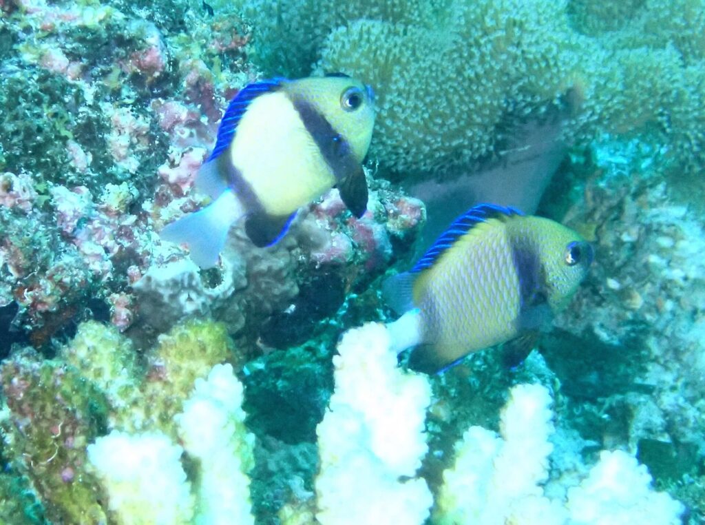 Dois dascyllus amarelo-claros de faixa preta e nadadeiras azuis diante de um coral branco e de corais incrustantes rosa, numa água verde