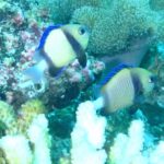 Dois dascyllus amarelo-claros de faixa preta e nadadeiras azuis diante de um coral branco e de corais incrustantes rosa, numa água verde