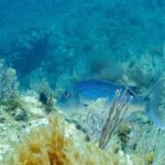 Um dentão adulto nada para a esquerda entre gorgônias brancas, sobre um fundo rochoso coberto de algas: dorso azul-vivo salpicado de pontinhos escuros, ventre mais claro, cabeça maciça de perfil arredondado e cauda bifurcada.