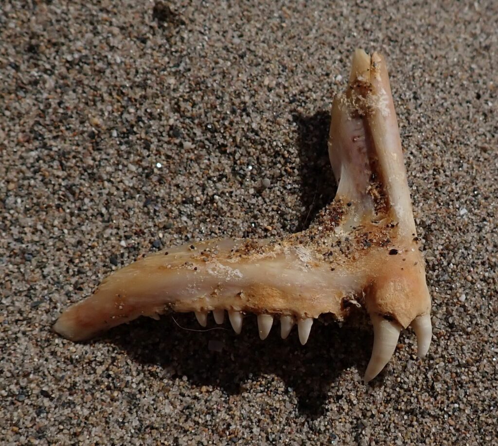 Um osso de mandíbula de dentão sobre a areia: uma fileira de dentinhos cônicos e, na frente, dois grandes caninos brancos e curvos.