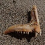 Um osso de mandíbula de dentão sobre a areia: uma fileira de dentinhos cônicos e, na frente, dois grandes caninos brancos e curvos.