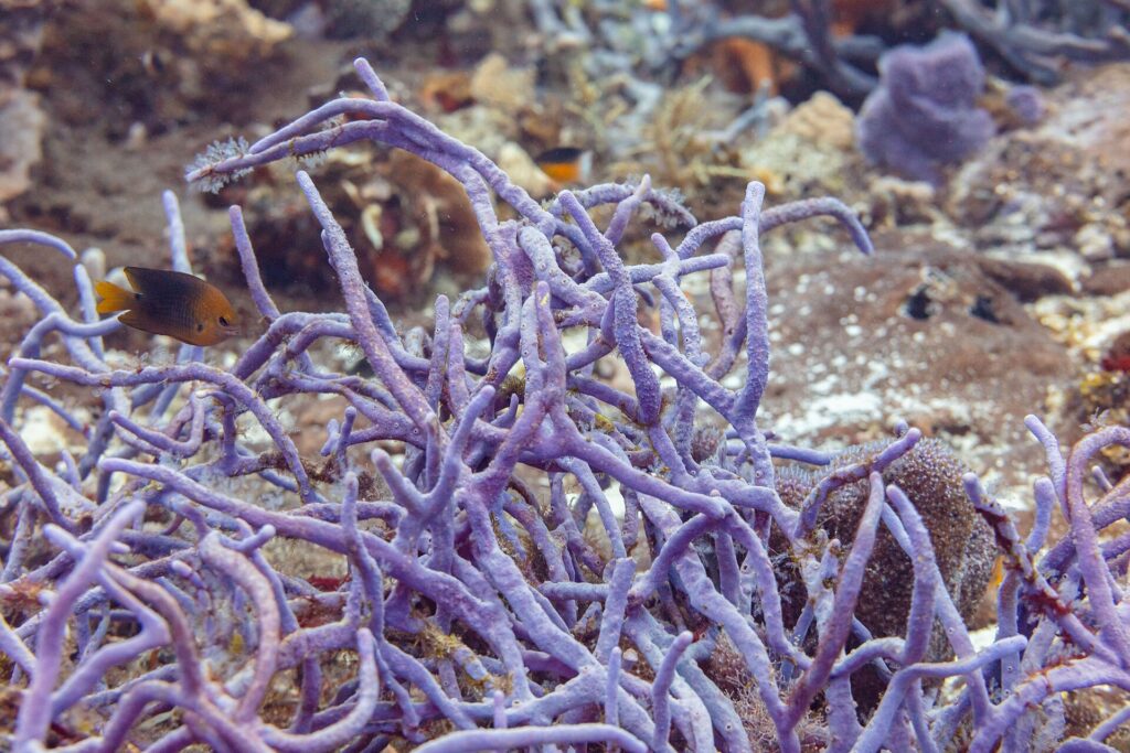 Um arbusto de esponjas-corda roxas no recife de Cozumel, com uma pequena donzela marrom de cauda amarela na frente