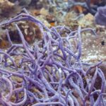 Um arbusto de esponjas-corda roxas no recife de Cozumel, com uma pequena donzela marrom de cauda amarela na frente